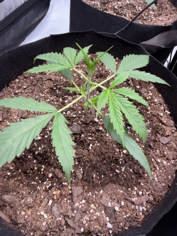 Firstgrow-autoflowers — vegetative, day 18