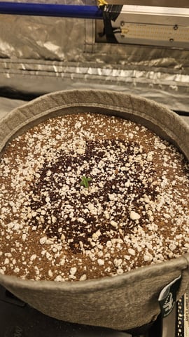 Autos For The Rest Of Winter 🔥🔥😉 — germination, day 8