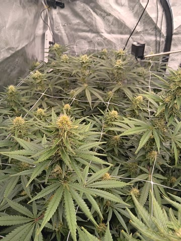 Master Kush — flower, day 98