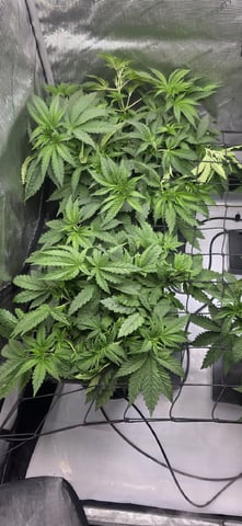 Maple Nectar  — vegetative, day 36