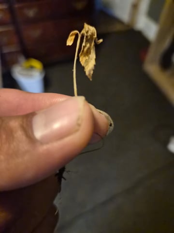Sundae Driver — seedling_rooting, day 18
