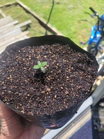 herbies free seed — seedling_rooting, day 1