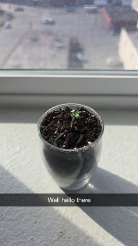 New Strain 5/1/25 — seedling_rooting, day 1