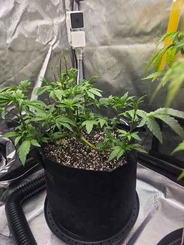 First Grow — vegetative, day 19