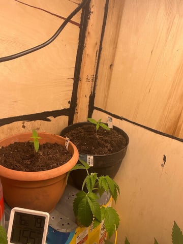 easy bud auto & nothern lights auto — vegetative, day 12