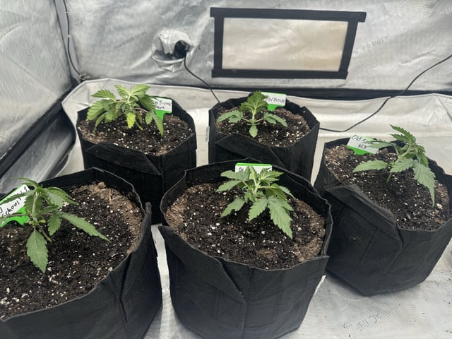 PBB and SN — vegetative, day 28