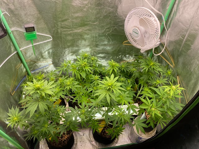 The White X Run Away Bride #3 — flower, day 59