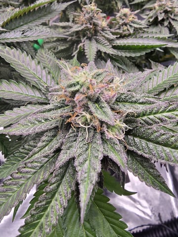 Divine Gelato 3 x Blue Zushi x 44 Photo — flower, day 90