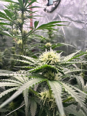 first grow in new 2x2 — flower, day 81