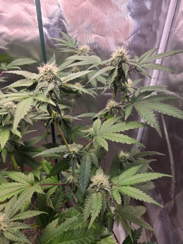 Looking for advice! — flower, day 72
