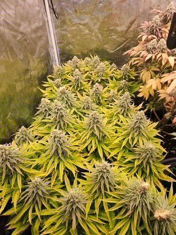 Double Trouble  — flower, day 89