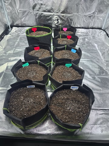 2nd Autoflower Indoor Grow — grow_setup, day 1