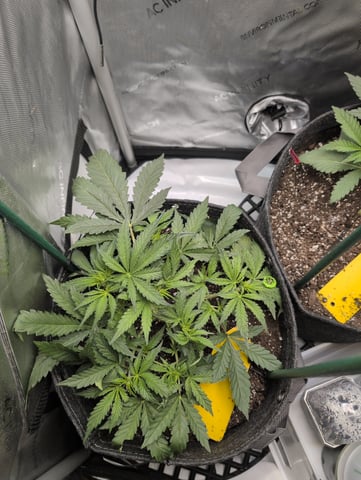 memphisto 3 bears OG, ethos high note r1 — vegetative, day 28