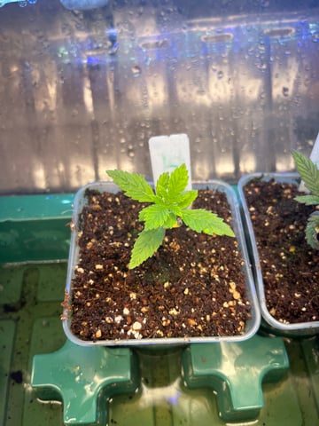 My First Four — vegetative, day 22