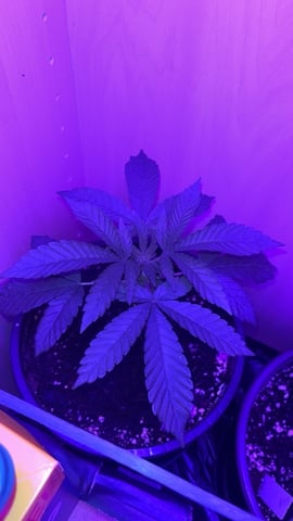 white runtz first grow  — vegetative, day 7