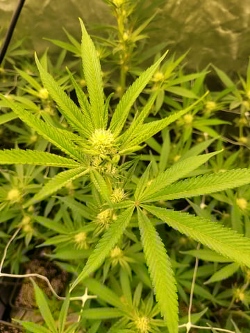 #3 — flower, day 42