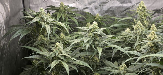 strawberry guava bx — flower, day 8