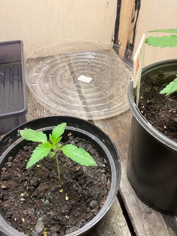 white 🕷️  — seedling_rooting, day 13