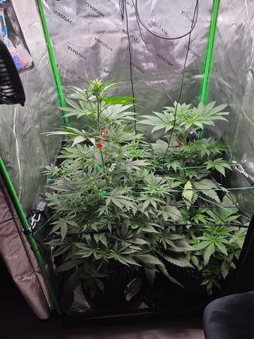 Special Kush#1 and Purple Queen Auto  — vegetative, day 43