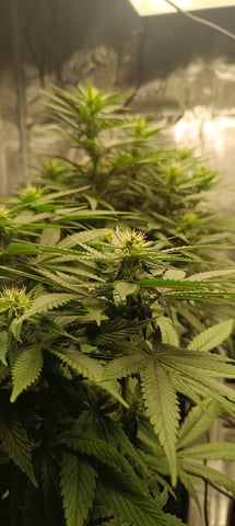 First Time Growing  — flower, day 67