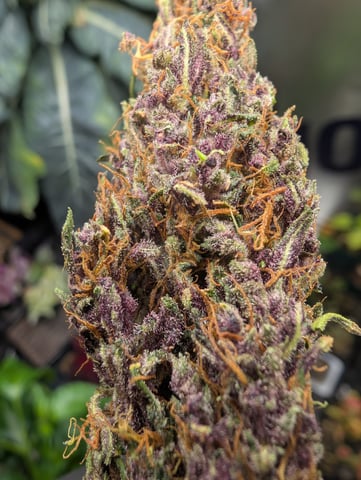 flipped to flower — flower, day 52