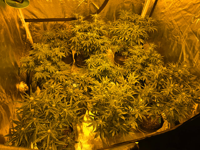 2nd Autoflower Indoor Grow — flower, day 48