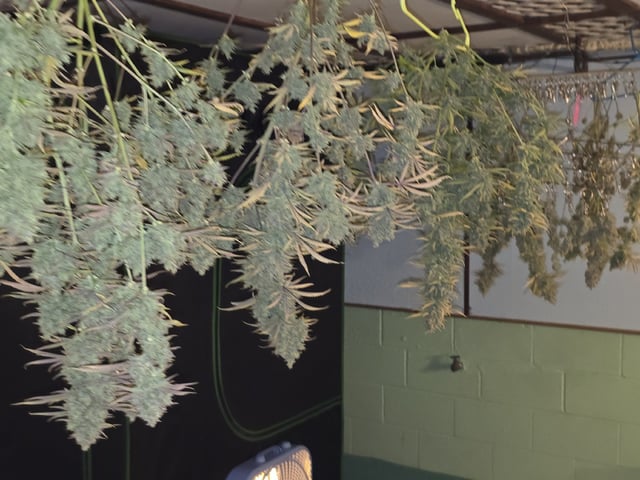 3rd Auto Grow — flower, day 120