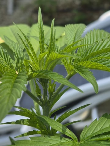 My First Grow — vegetative, day 57