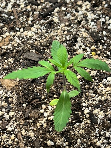 First ever grow — vegetative, day 26