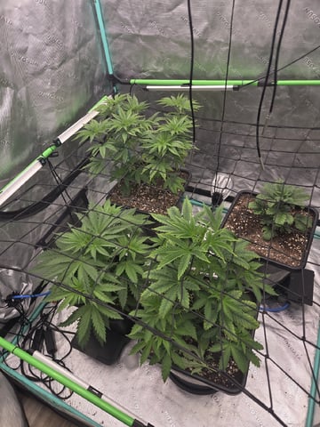 spring indoor 2026 — vegetative, day 3