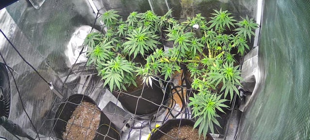 Blue Dream Feminized  — vegetative, day 84