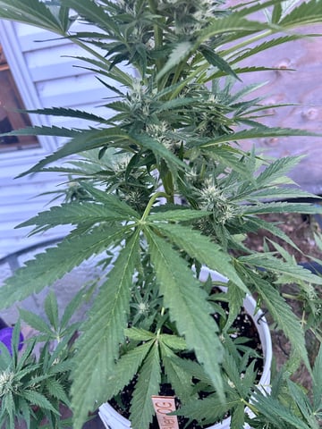 First ever grow — flower, day 68
