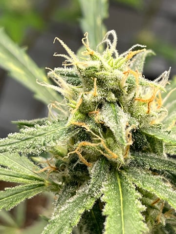 Lavender and Anesthesia Auto — flower, day 97