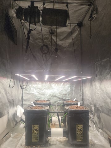 My First Grow — seedling_rooting, day 7