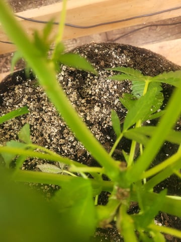 Making Crosses  — vegetative, day 76