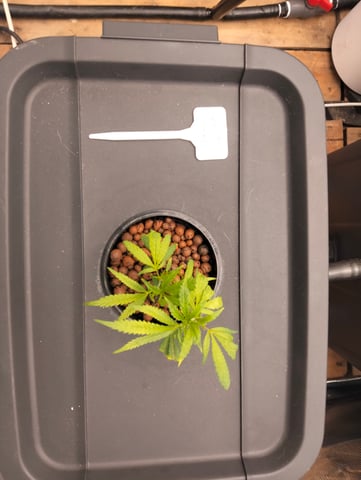 Nana's x BBC  — vegetative, day 29