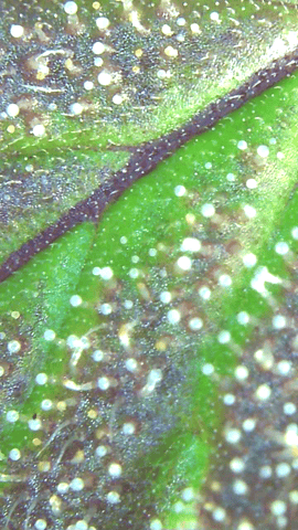 Acapulco Gold  — flower, day 93