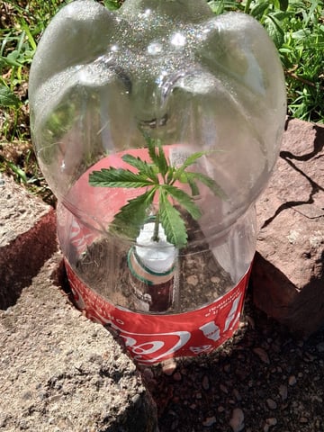 My First Grow — vegetative, day 88