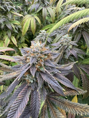 7 Strains 14 Plants  — flower, day 159