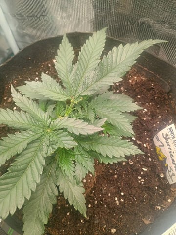 lil Slurry, first grow — vegetative, day 23