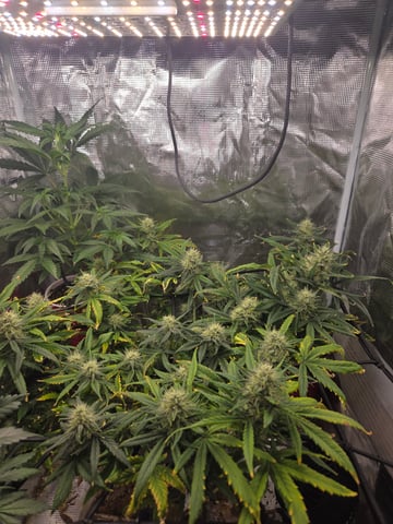 Experiment Time — flower, day 68
