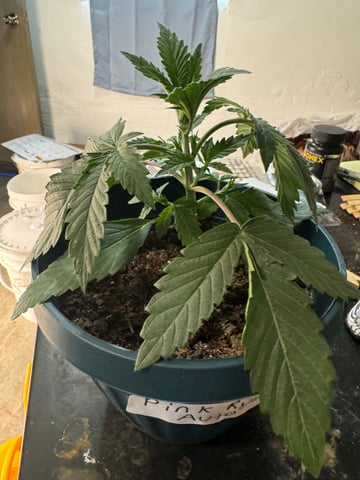 Grow Number 2 — vegetative, day 19