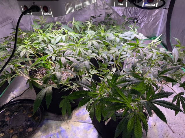 Green Gelato — vegetative, day 47