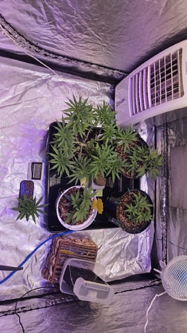 Amnesia Haze Run — vegetative, day 22