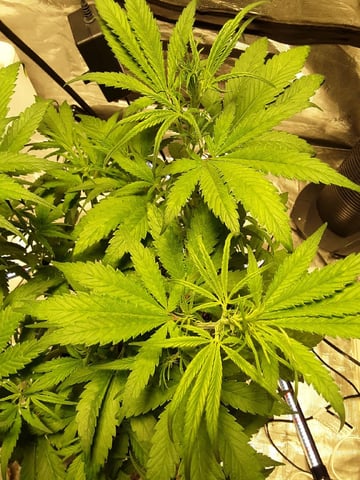 Gorilla Cookies Auto — vegetative, day 45