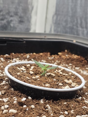 Bruce Banner — seedling_rooting, day 102