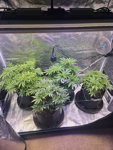 4 strains in 1 tent — vegetative, day 41