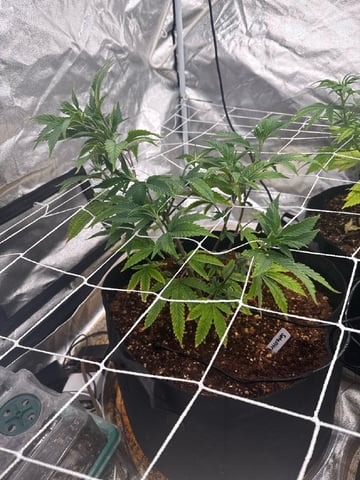 first indoor — vegetative, day 50