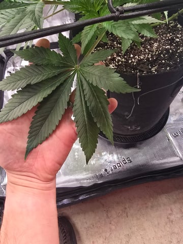 Northern lights #10 (Alaska) — flower, day 39