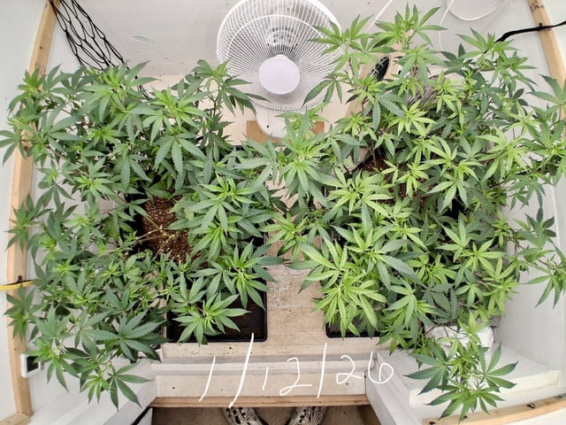 Round 2 — vegetative, day 6